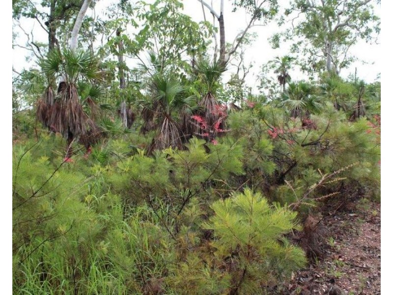 Darwin River NT 0841
