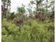 Darwin River NT 0841
