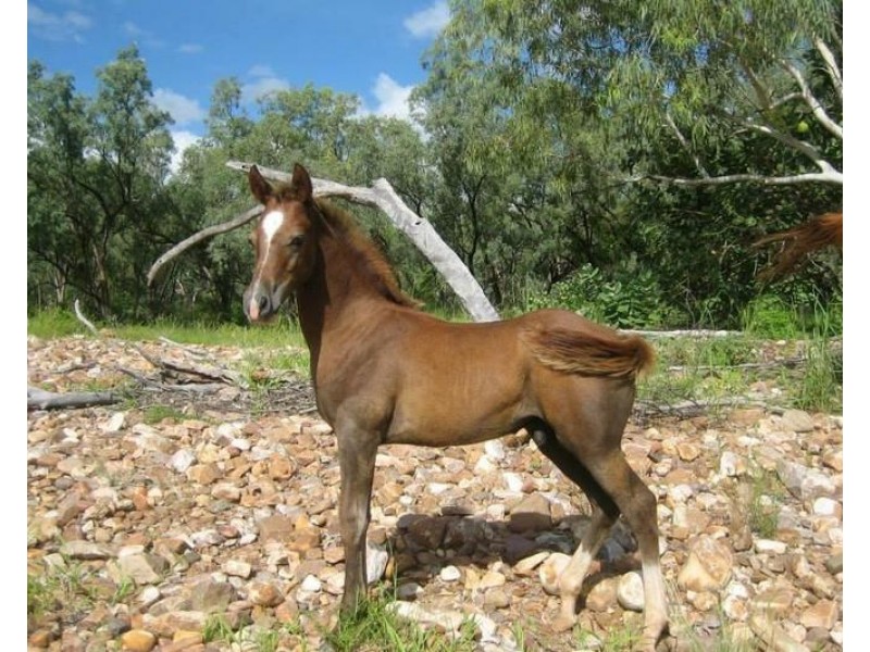 958 Peacock Road, Rum Jungle NT 0845