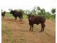 958 Peacock Road, Rum Jungle NT 0845