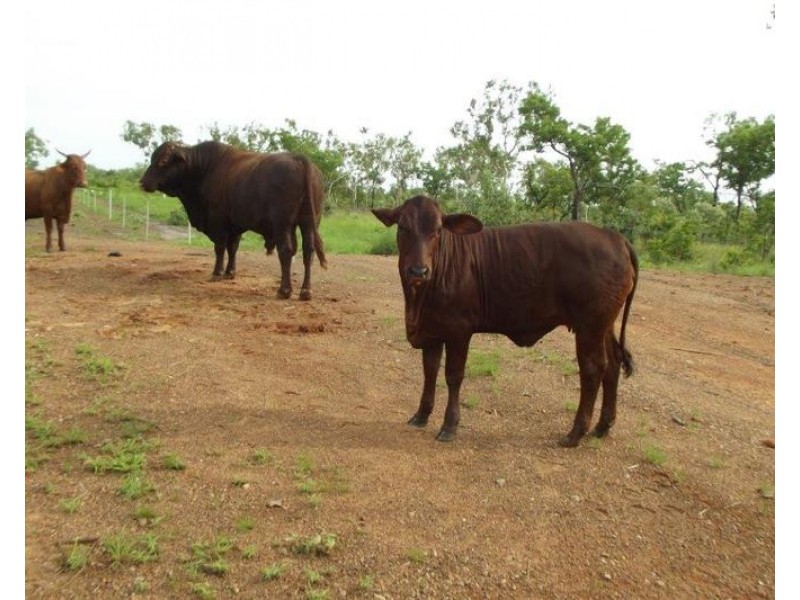 958 Peacock Road, Rum Jungle NT 0845