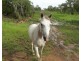 958 Peacock Road, Rum Jungle NT 0845