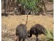 958 Peacock Road, Rum Jungle NT 0845