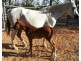 958 Peacock Road, Rum Jungle NT 0845