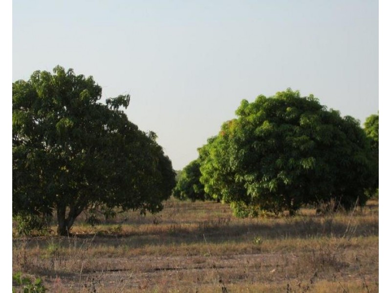Batchelor NT 0845