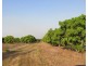 Batchelor NT 0845
