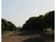 Batchelor NT 0845