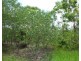 290 Wheewall Road, Berry Springs NT 0838
