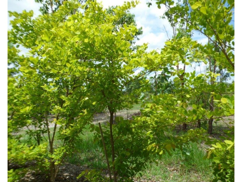 290 Wheewall Road, Berry Springs NT 0838