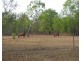 445 Spencer Road, Darwin River NT 0841