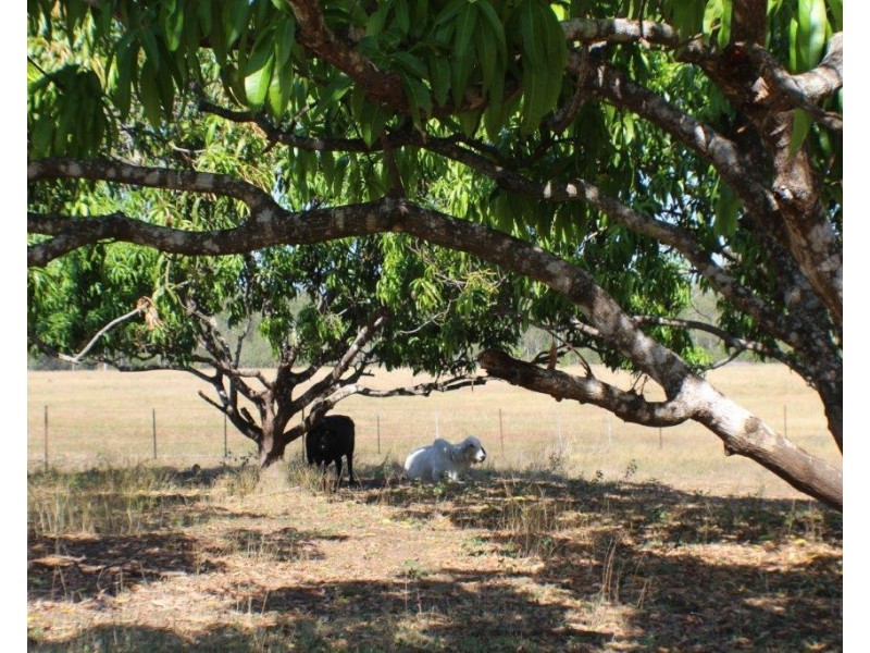 1105 Livingstone Road, Berry Springs NT 0838