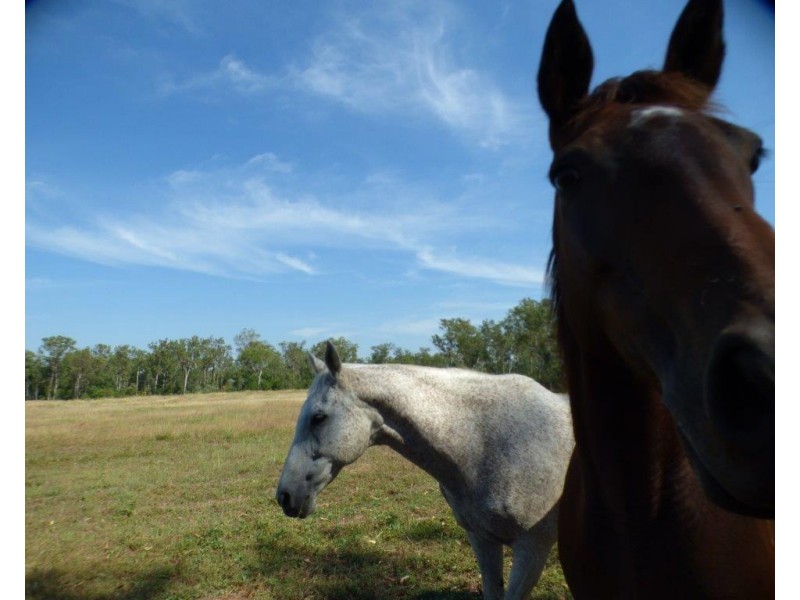 1105 Livingstone Road, Berry Springs NT 0838