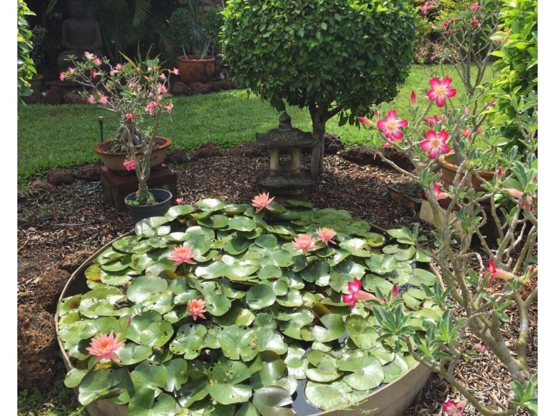 Lot 8 255 Elizabeth Valley Road, Noonamah NT 0837