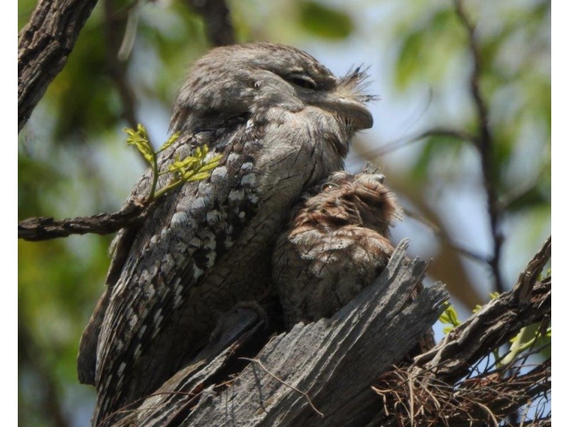 23 Fong Ding Road, Humpty Doo NT 0836