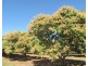 Livingstone NT 0822