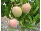 Livingstone NT 0822