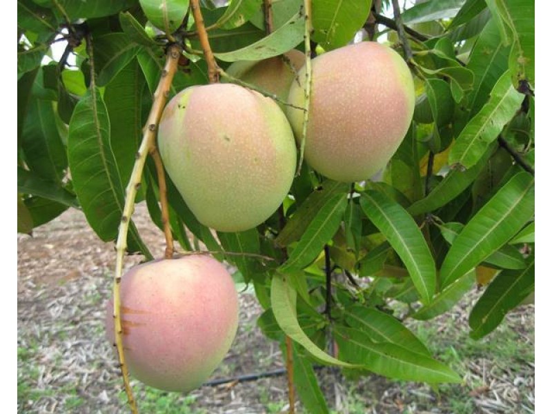 Livingstone NT 0822