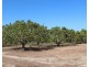 Livingstone NT 0822