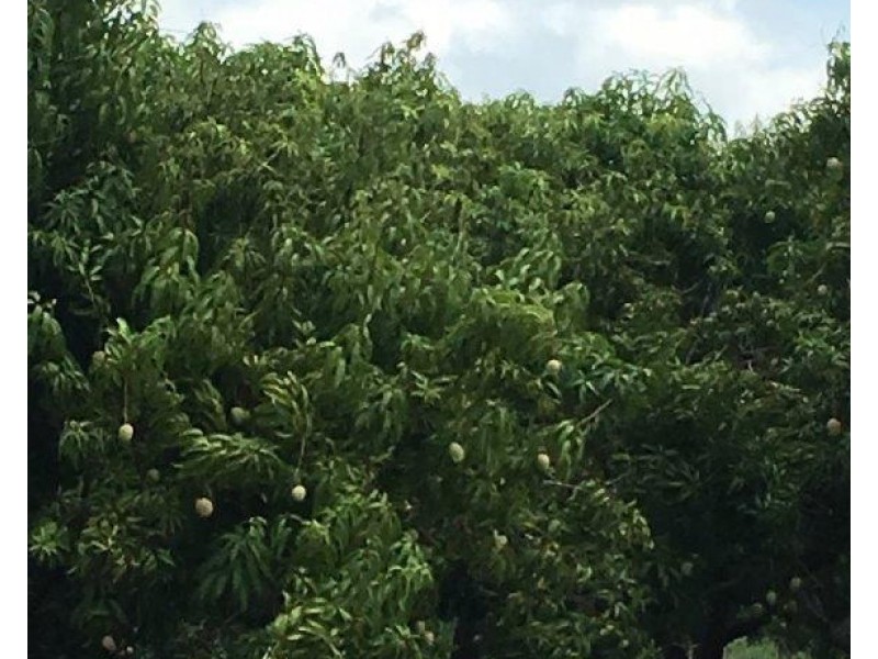 Livingstone NT 0822