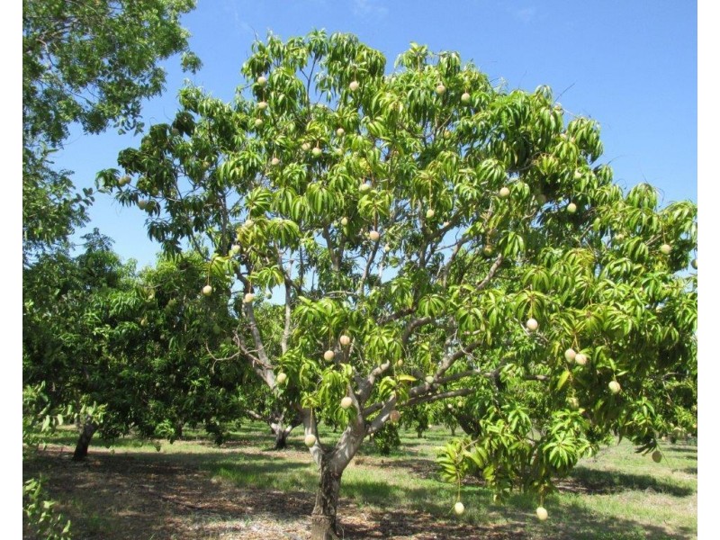 Livingstone NT 0822