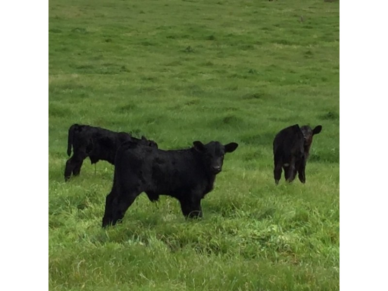 312 Canunda Causeway, Millicent SA 5280