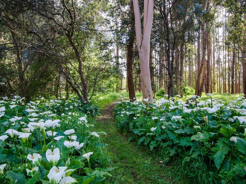 83 McMahon Road, Mount Gambier SA 5290