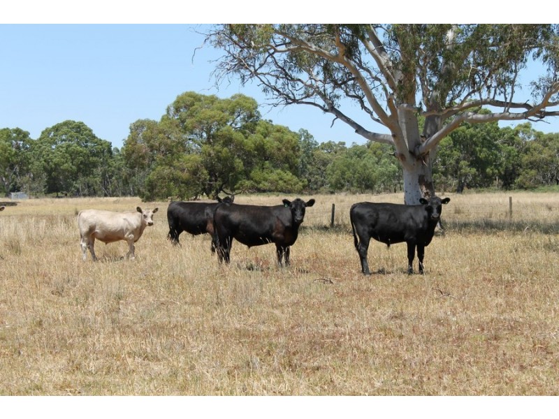 Mulligan Road, Maaoupe SA 5277