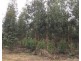 Koenigs Road, Myamyn VIC 3304