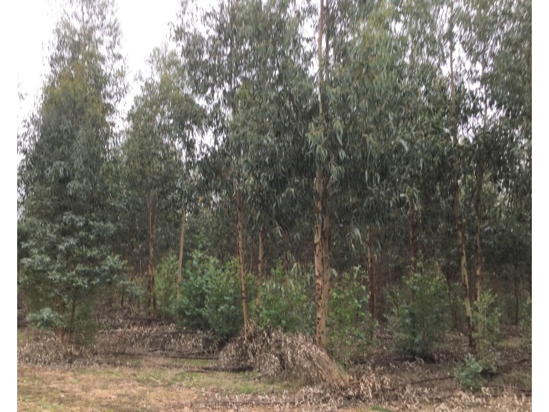 Koenigs Road, Myamyn VIC 3304