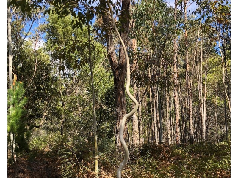 Dartmoor/digby Road, Winnap VIC 3304