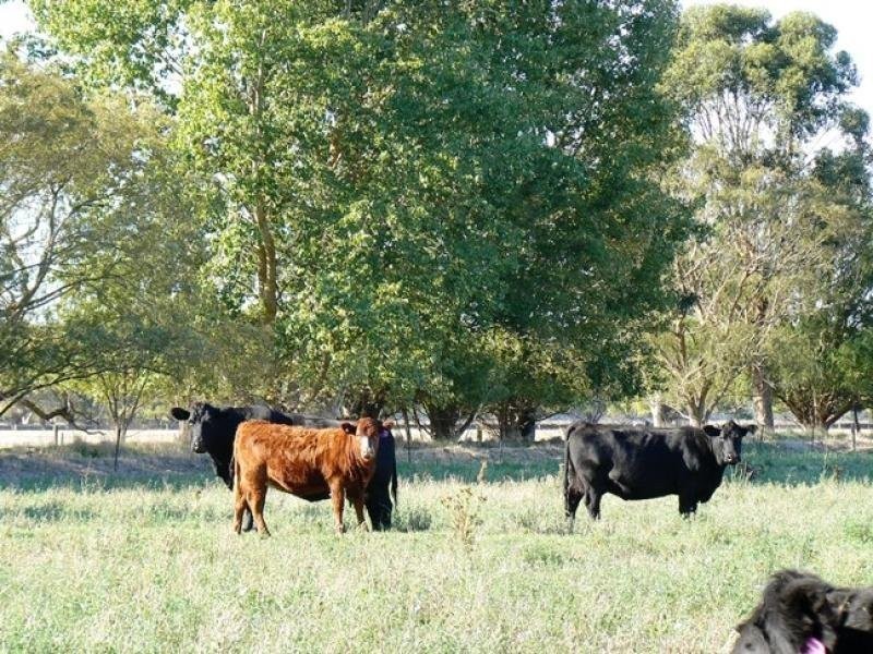 Sec 90 Robe-Penola Road, Penola SA 5277