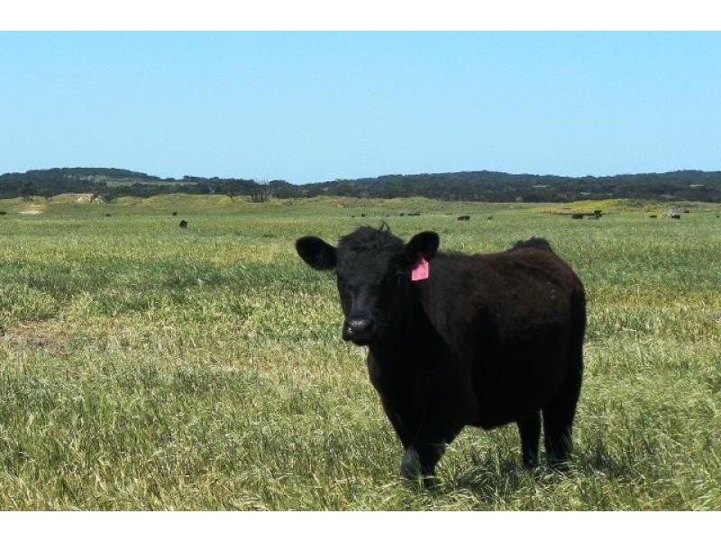 Lot 12 Bog Lane, Beachport SA 5280