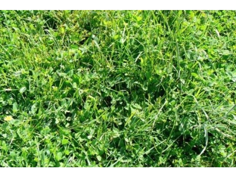 Lot 12 Bog Lane, Beachport SA 5280