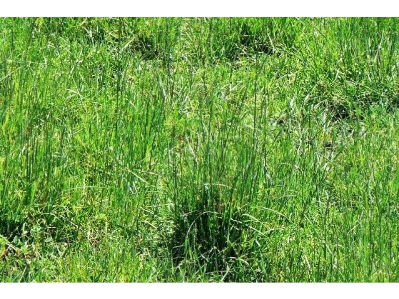 Lot 12 Bog Lane, Beachport SA 5280