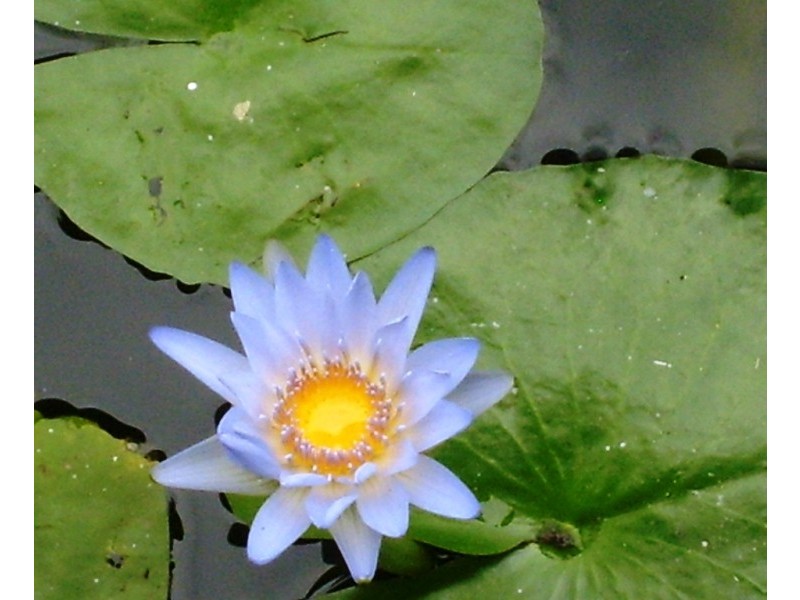 28 Gecko Place, Ningi QLD 4511