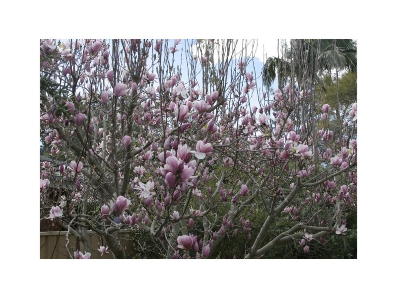 156 Camden Street, Ulladulla NSW 2539