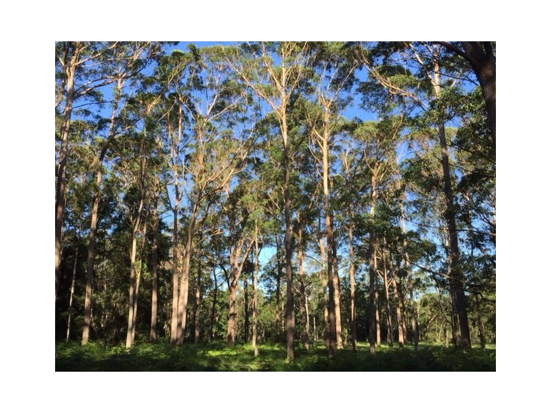 317B Little Forest Road, Milton NSW 2538