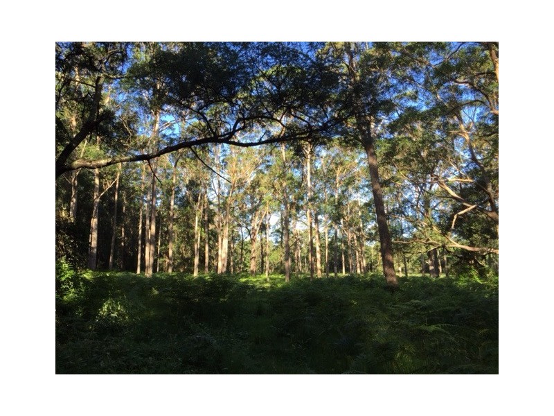 317B Little Forest Road, Milton NSW 2538