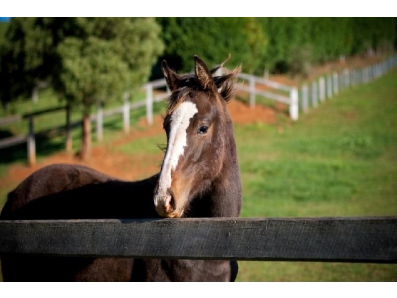 Kangaloon NSW 2576