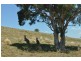High Range NSW 2575