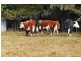 Robertson NSW 2577