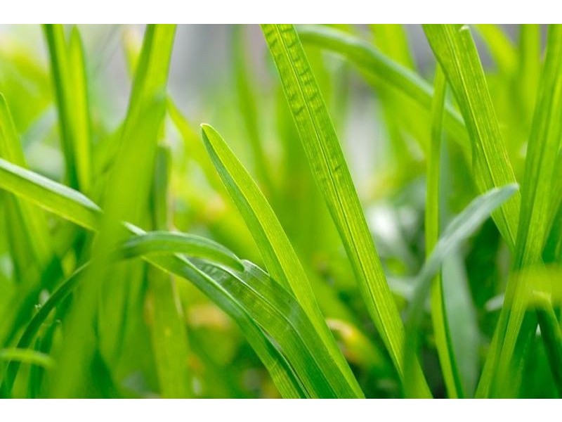 46 Mount Brown Road, Dapto NSW 2530