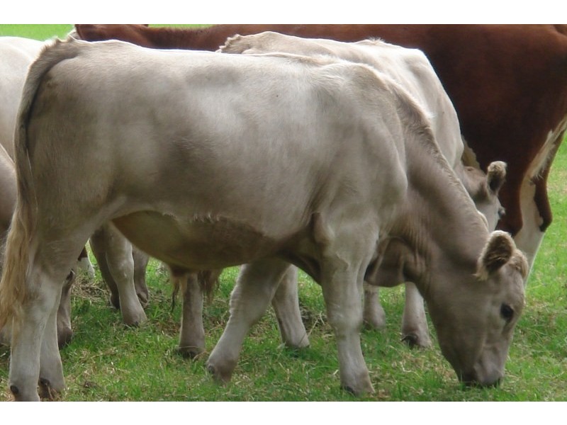 102 Mellows Road, Calderwood NSW 2527