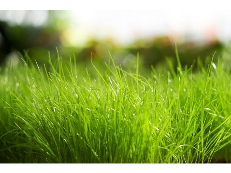 Alkira Estate, Horsley NSW 2530