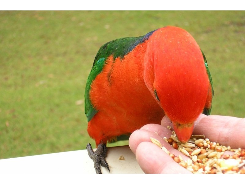 3 Laurie Road, Dural NSW 2158