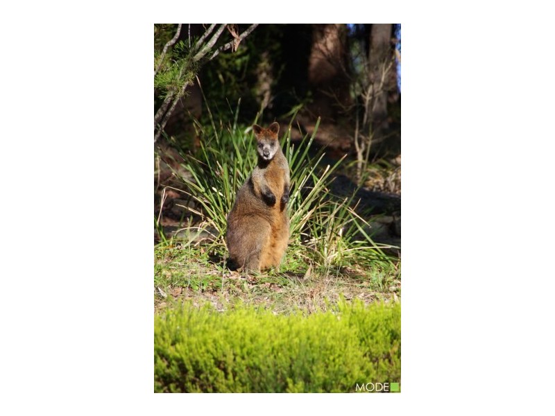 3 Laurie Road, Dural NSW 2158