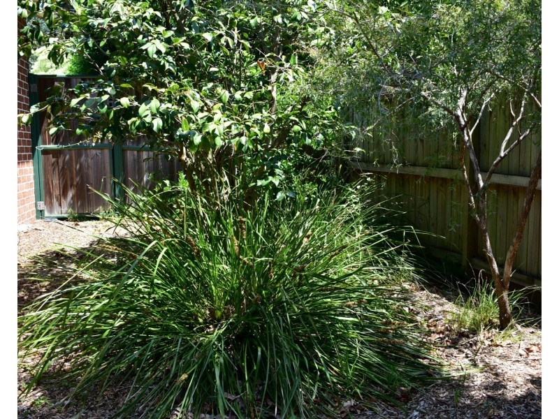 1/1 Knox Avenue, Epping NSW 2121