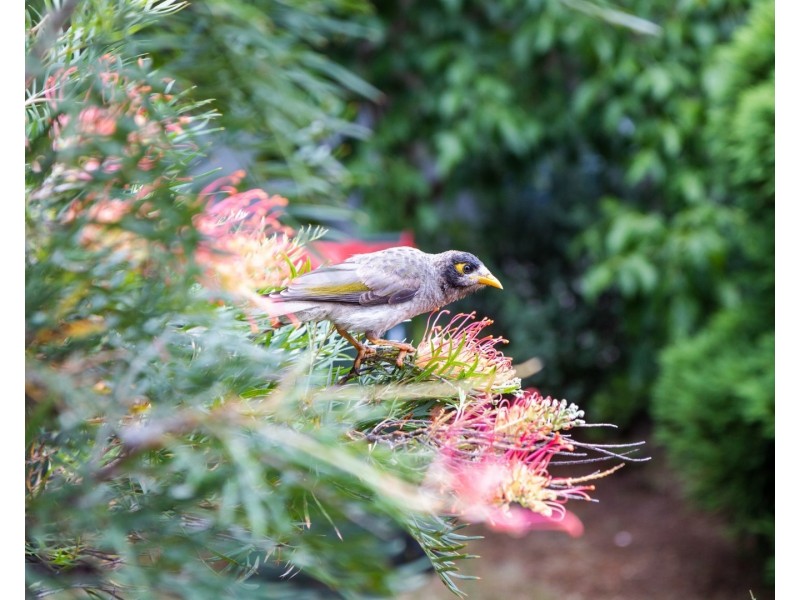 25 Oakes Avenue, Eastwood NSW 2122