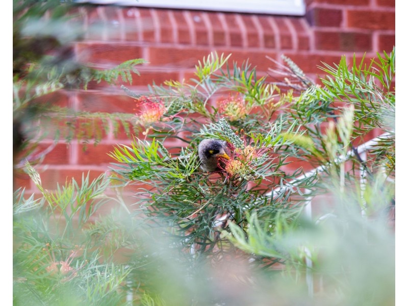 25 Oakes Avenue, Eastwood NSW 2122