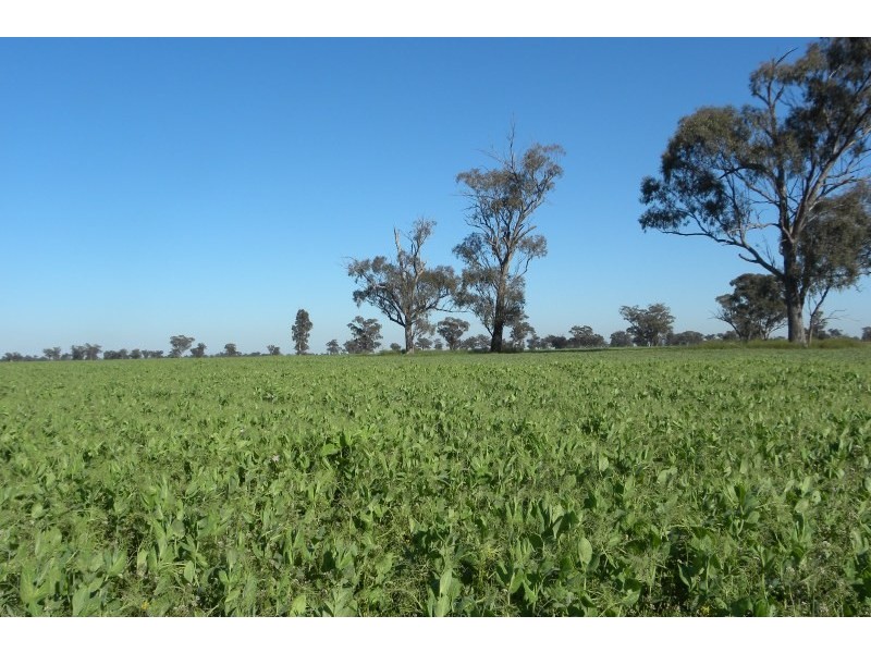 119 Bland Estate Road, Young NSW 2594